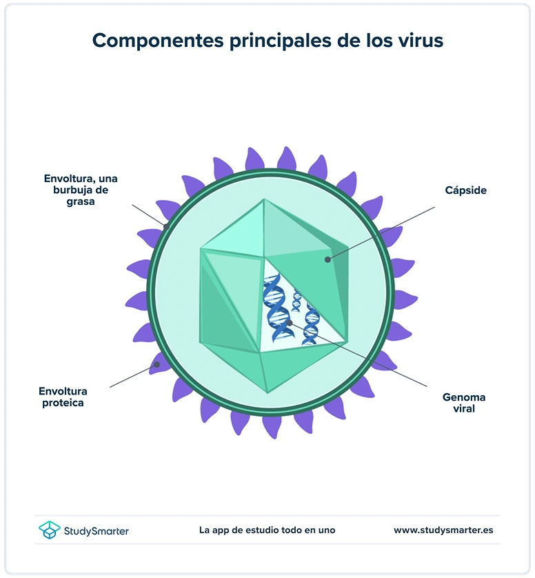 Células procariotas Estructura de un virus StudySmarter
