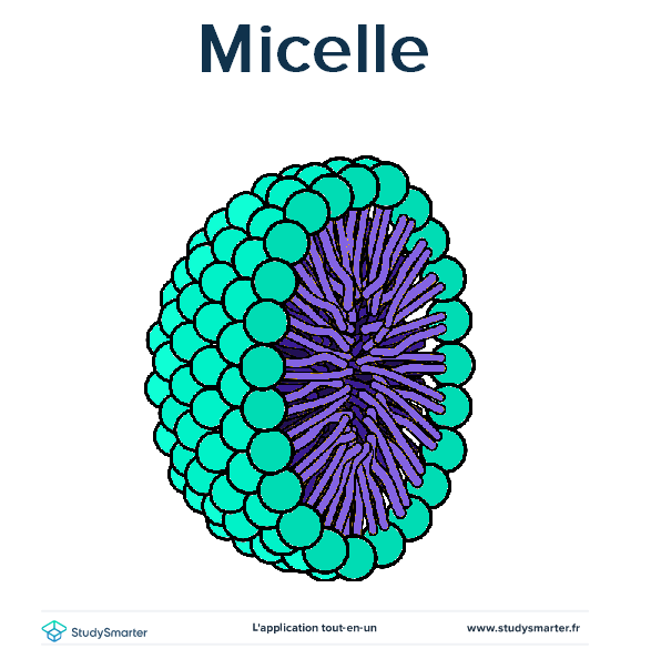 Micelle, schéma d'une micelle, StudySmarter