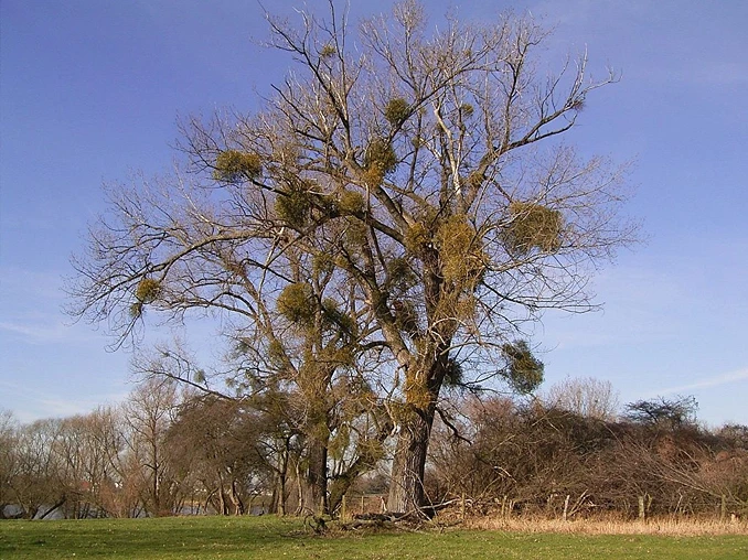 Parasitismus Beispiel Phytoparasit StudySmarter