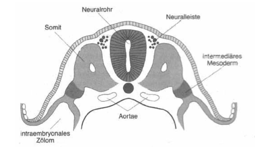 Embryonalentwicklung Neurulation einfach erklärt StudySmarter