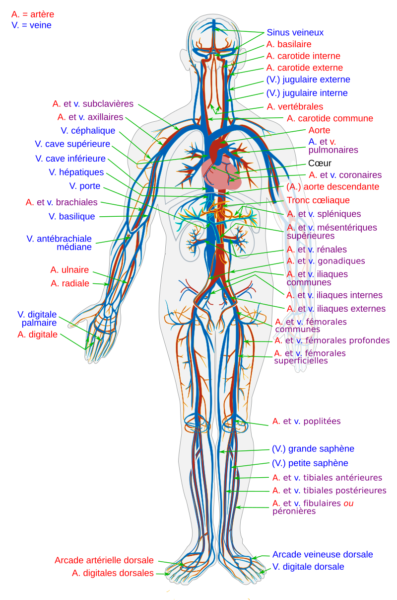 Organes Le système circulatoire de l'être humain. StudySmarter