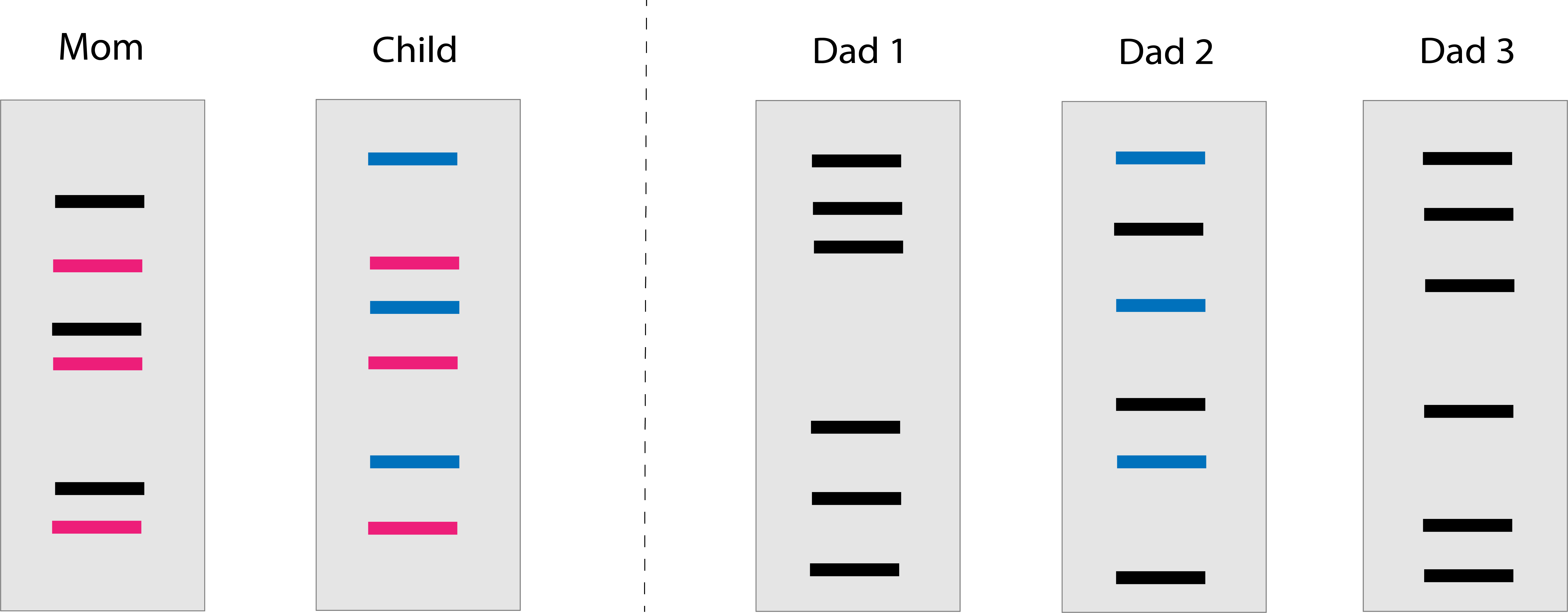 Perfiles de ADN Parentesco Ejemplo 1 Solución Study Smarter