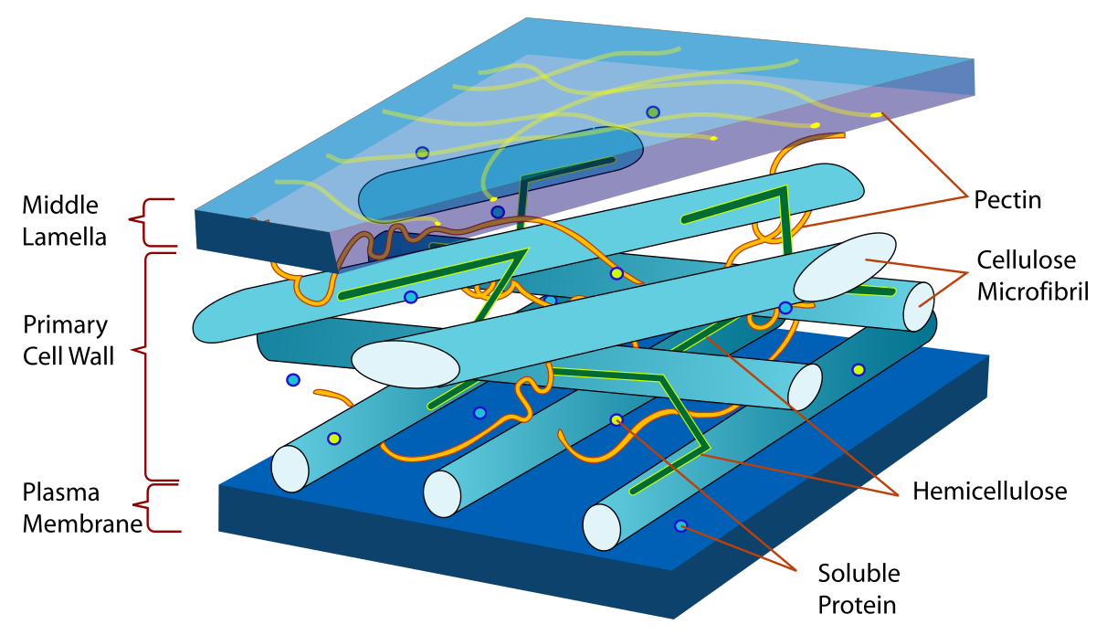 pH et solubilité Diagramme de cellule végétale ph acide et solubilité de l'hémicellulose StudySmarter