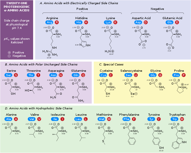 R-Groups Classification of amino acids StudySmarter