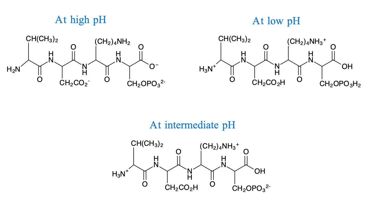 pH y solubilidad Estructuras de la caseína a diferentes pH pH y solubilidad de la proteína EstudioSmarter