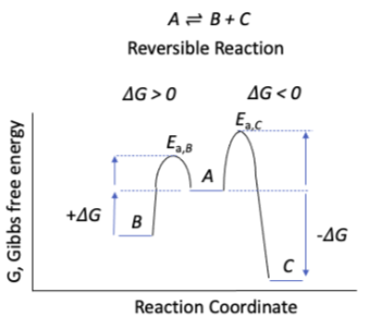 Figure 2 : Contrôle thermodynamique par rapport au contrôle cinétique. Study Smarter Original. StudySmarter Original