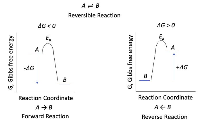 Figura 1: Gráfico de diferencia de energía libre de Gibbs. StudySmarter Original