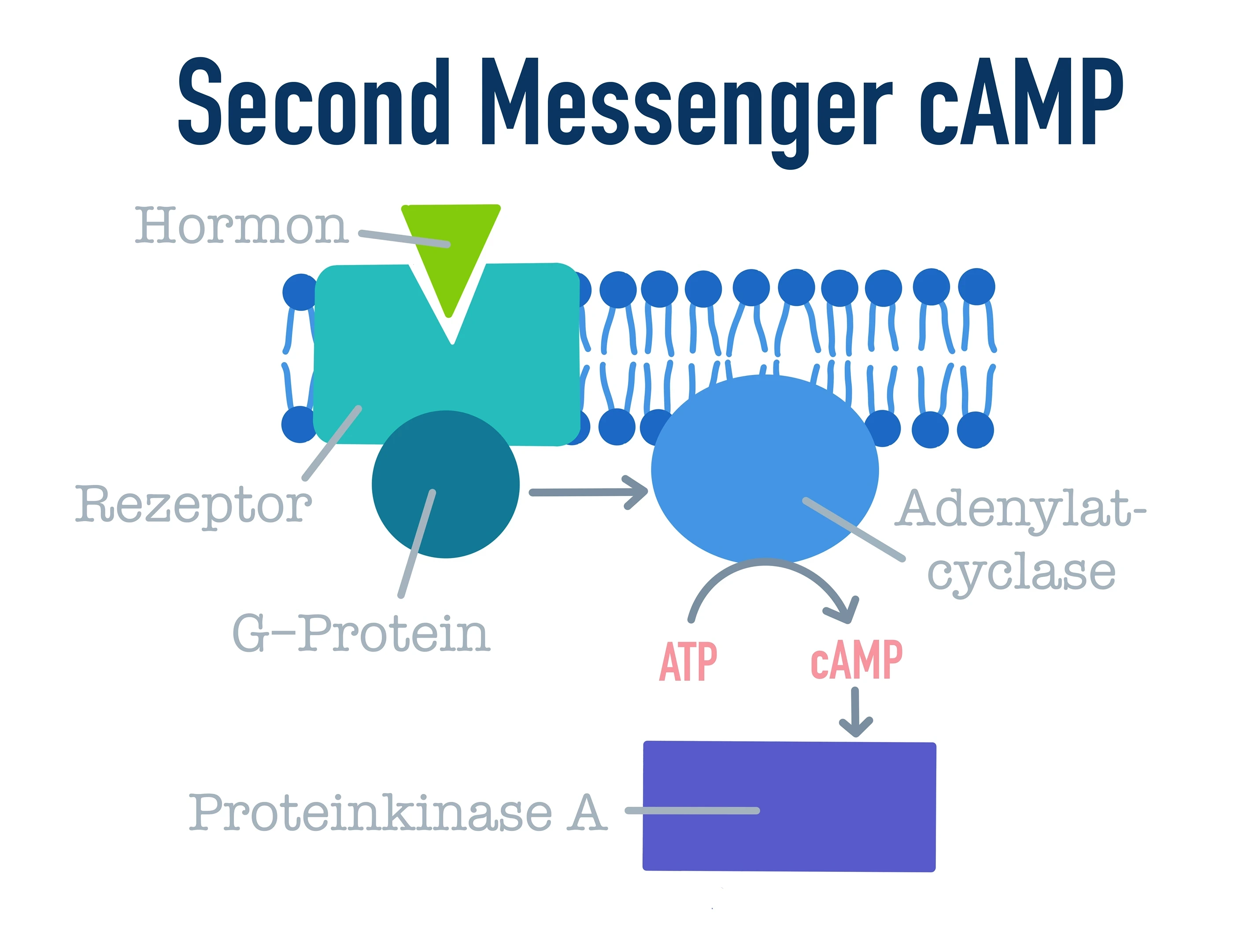 Hormone, Signaltransduktion mittels cAMP, StudySmarter