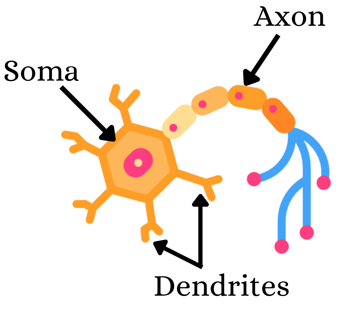 Hebb's Theory, Synapse , StudySmarter