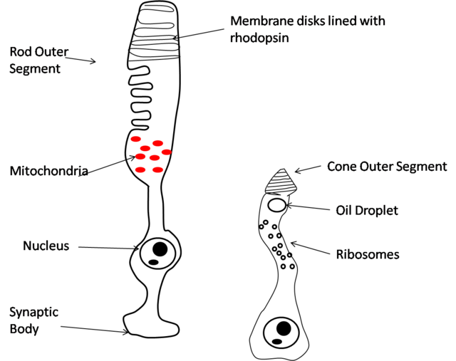 Física de la visión Estructura de las células de los bastones y de los conos StudySmarter
