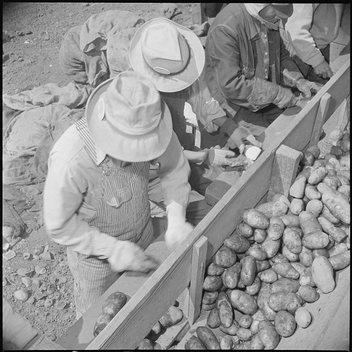 Fotografía de la inmigración irlandesa de agricultores de patatas en California StudySmarter