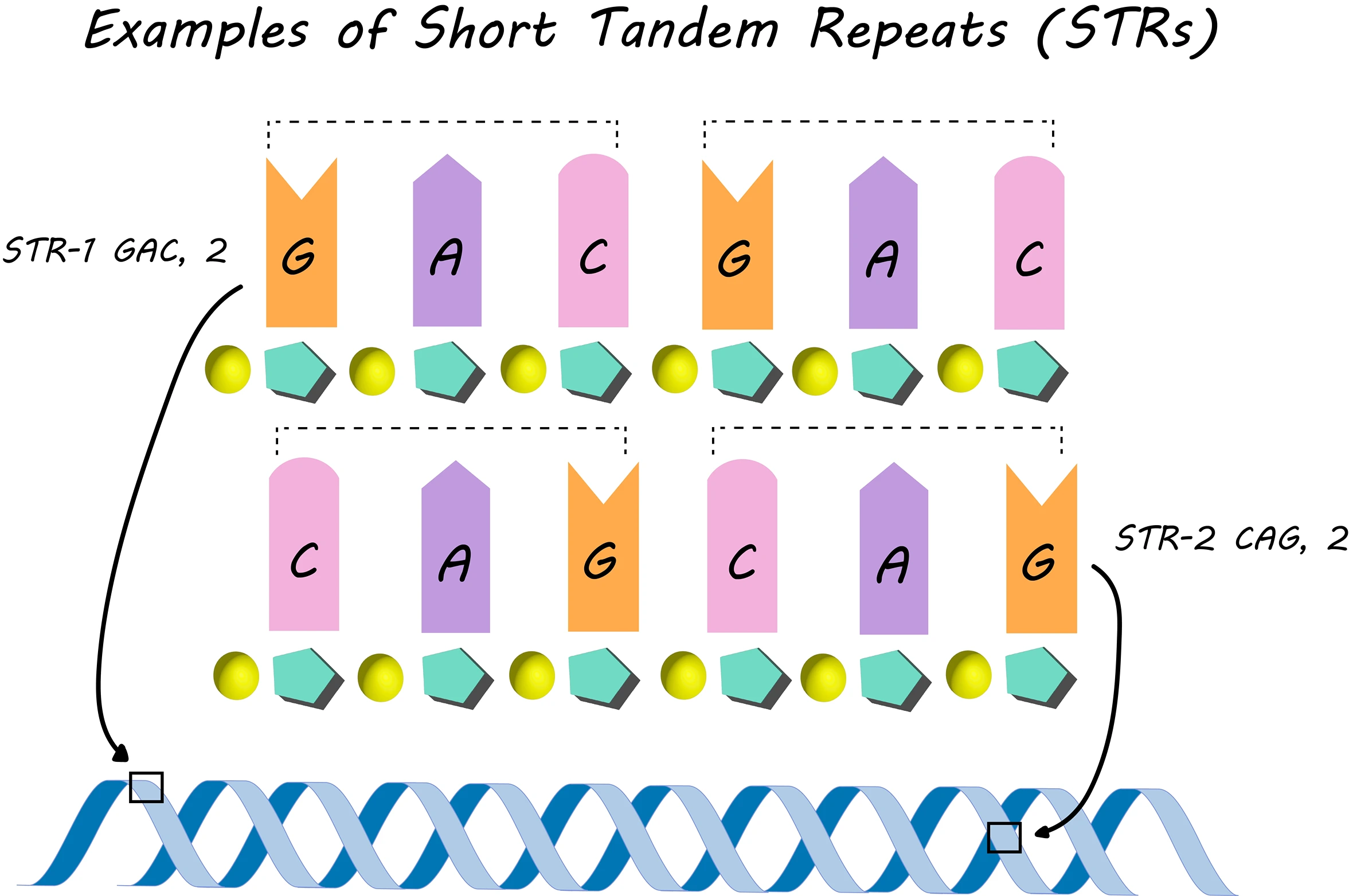 Profilage de l'ADN Types de STRS Étudier plus intelligemment