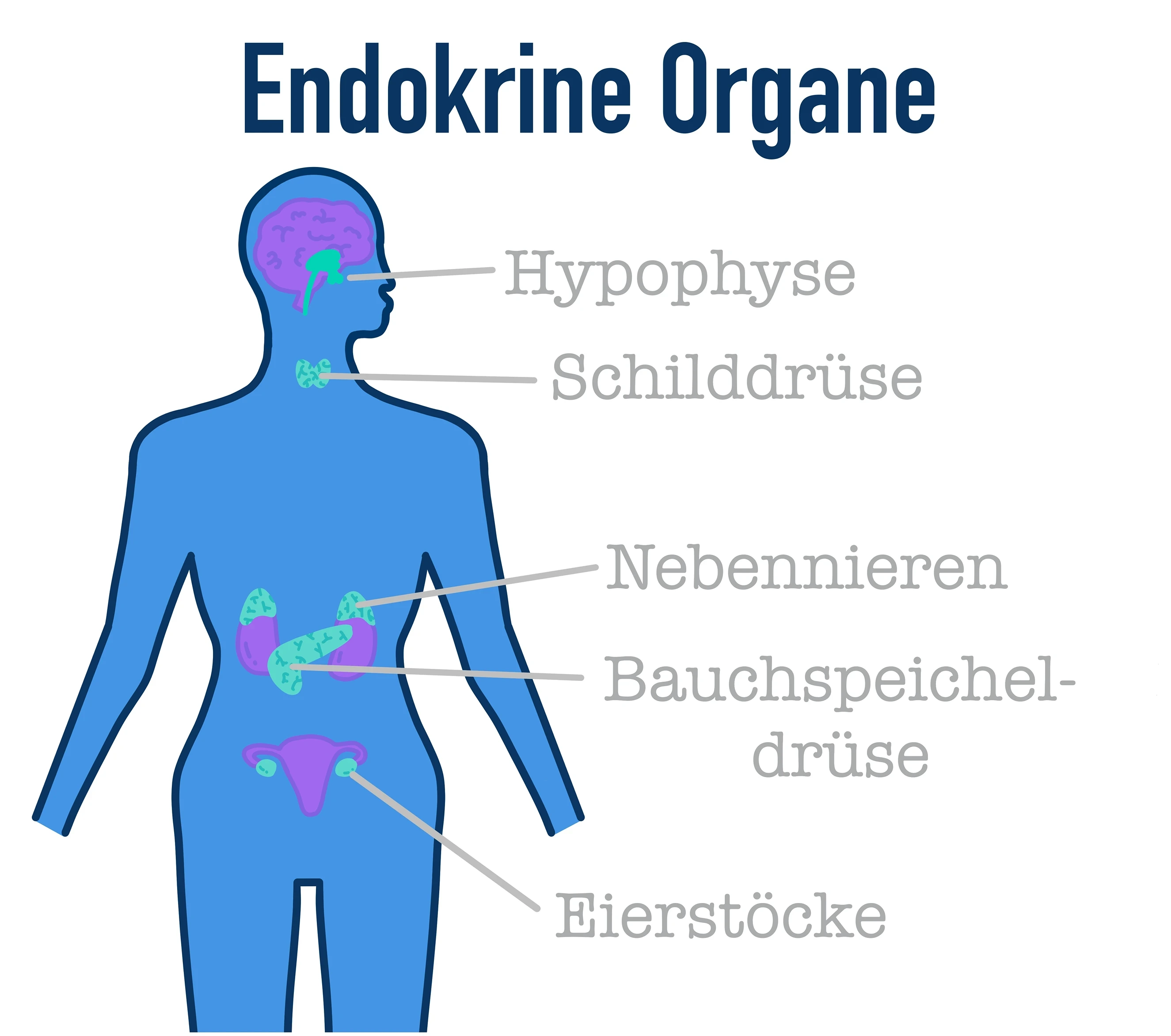 Hormone, Endokrine Organe, StudySmarter