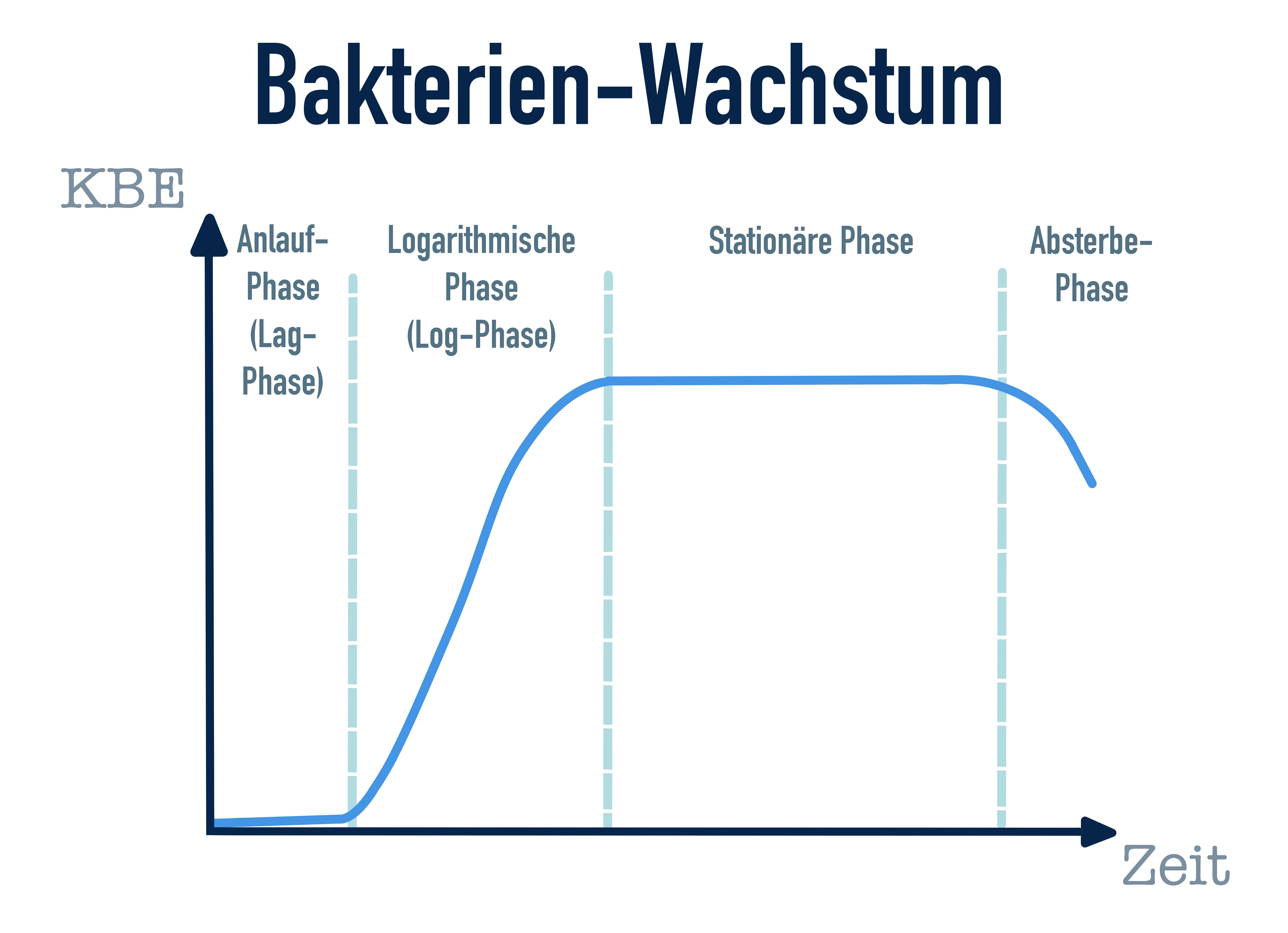 Bakterien Wachstum StudySmarter