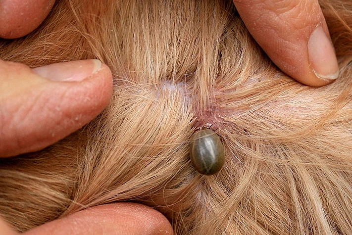 Parasitismus Beispiele Zecke StudySmarter