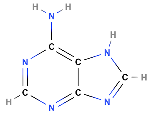 Chimica organica base adenina DNA StudySmarter