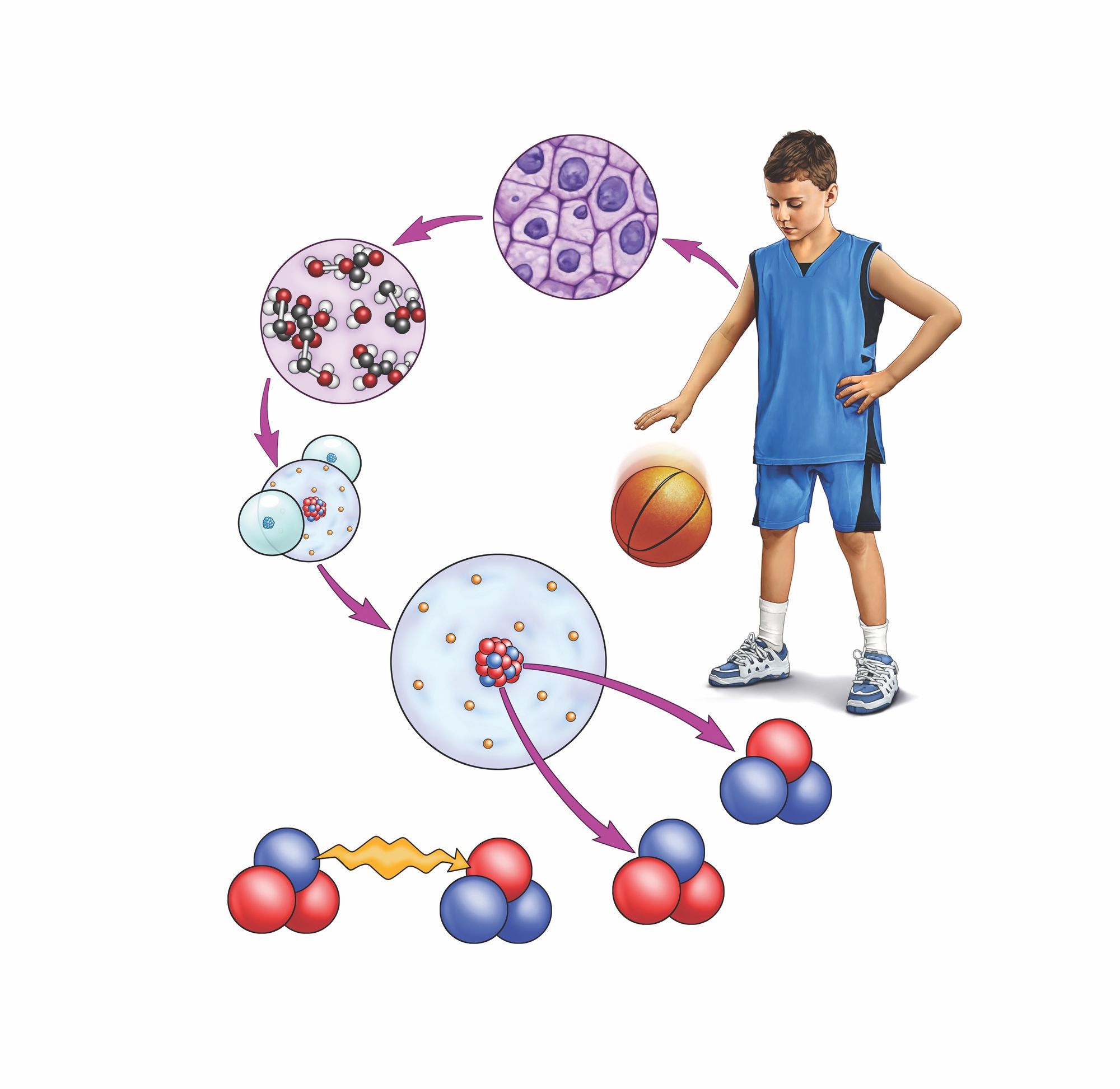 Les forces dans la nature Exemple de force dans la nature StudySmarter