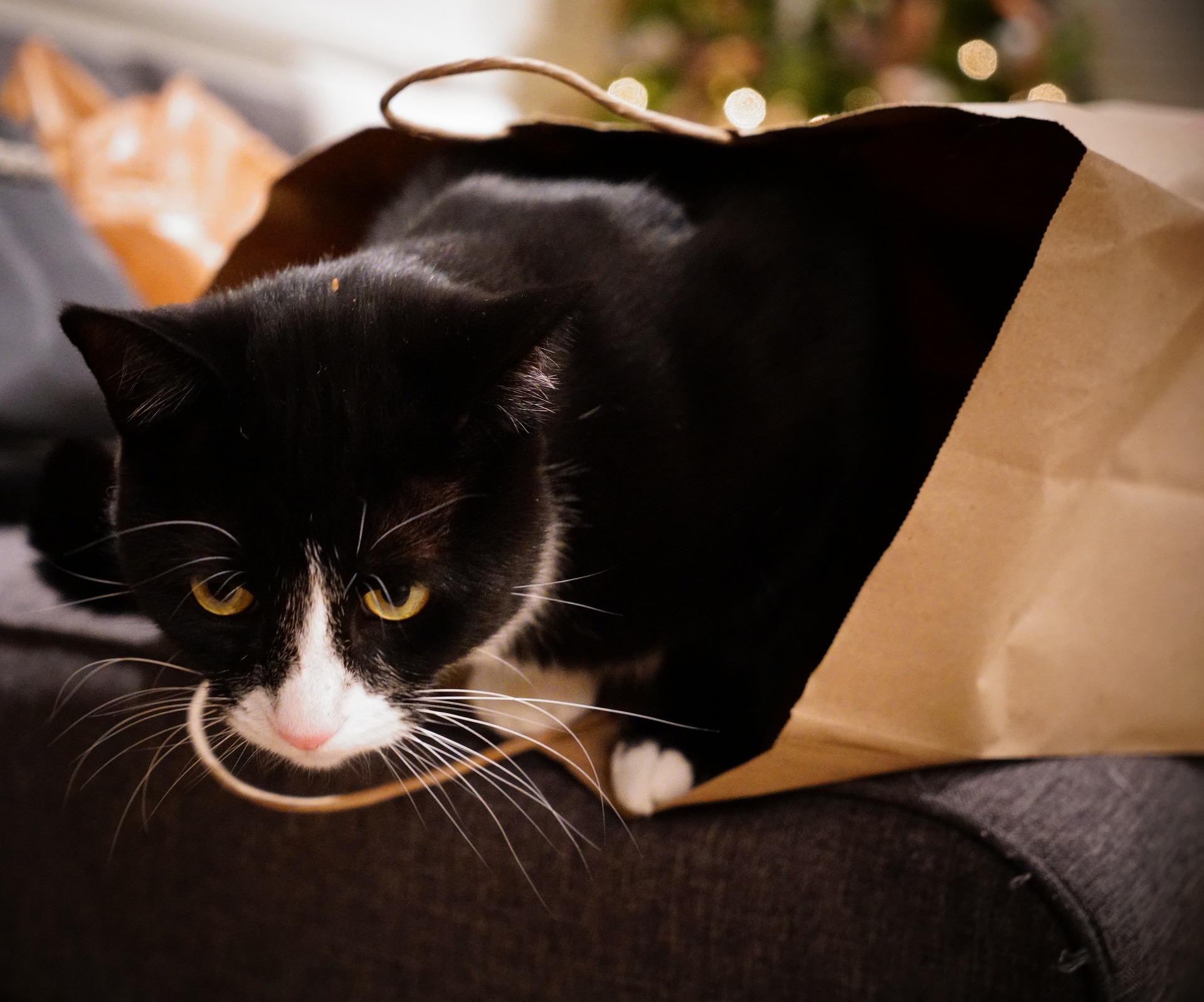 Idioms, Let the cat out of the bag, Study Smarter