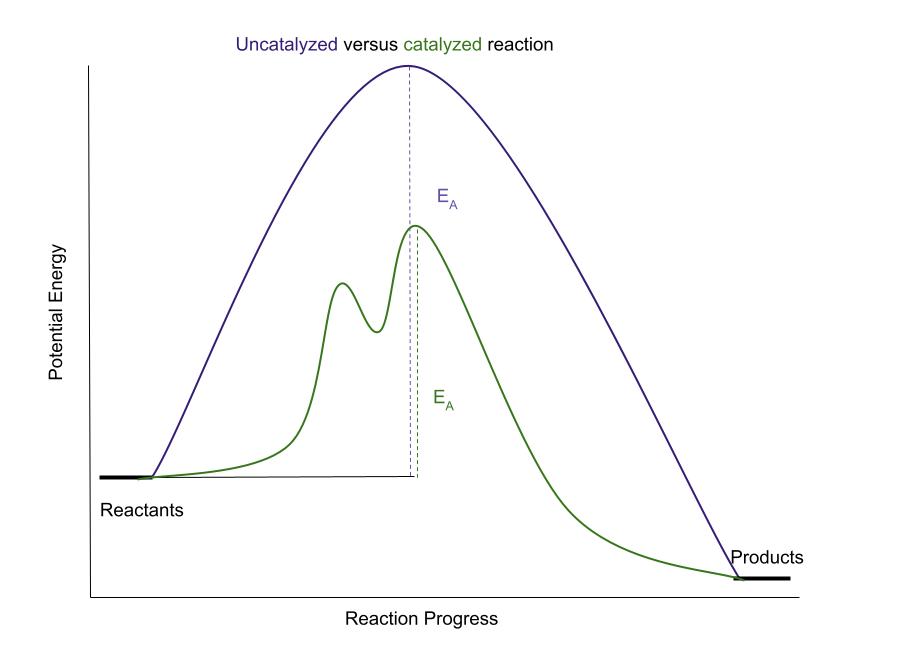 Activation energy Catalyzed reaction diagram Activation Energy Graph StudySmarter