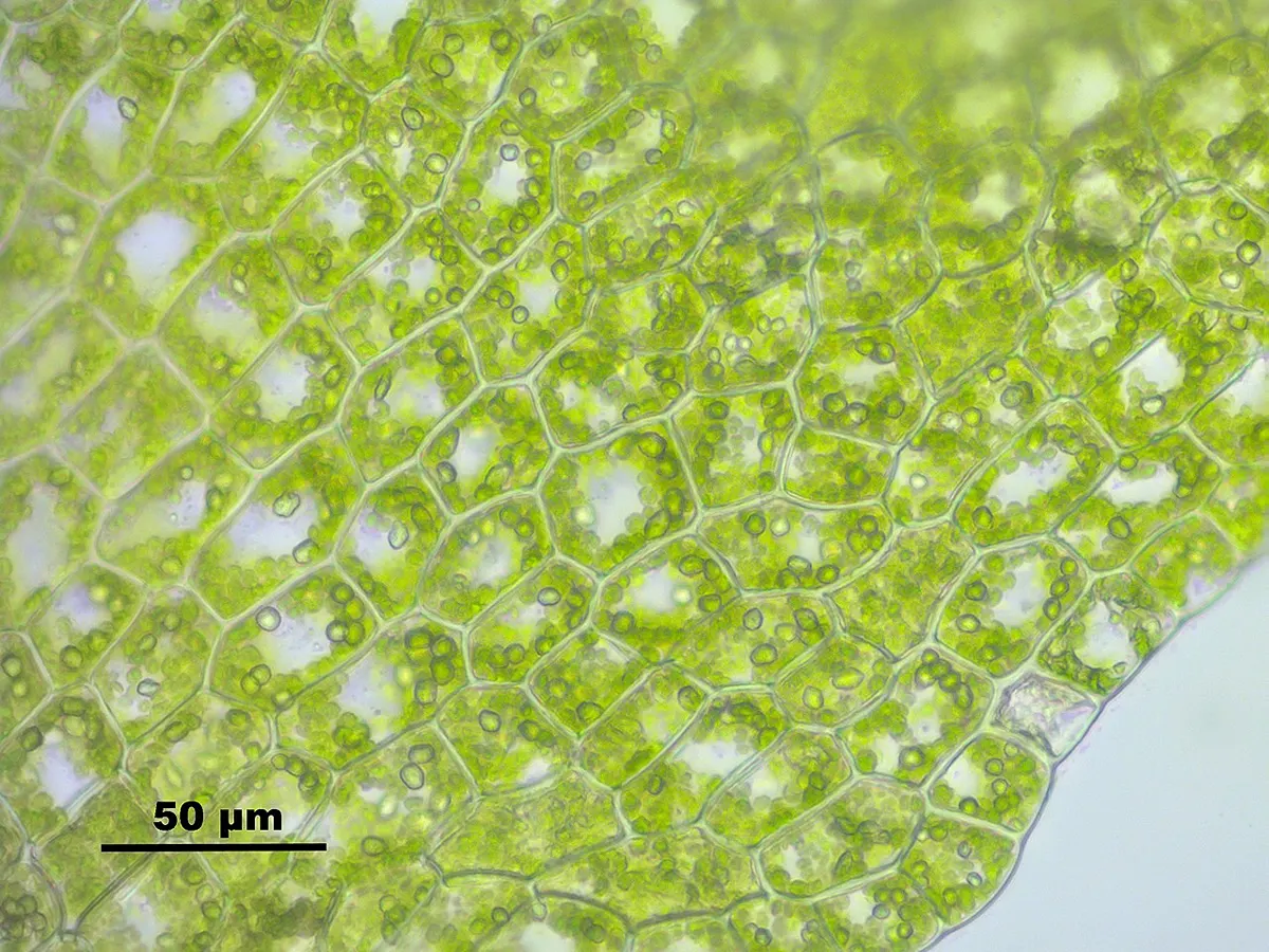 Plant leaves Plant leaf cells, parenchyma, palisade mesophyll StudySmarter