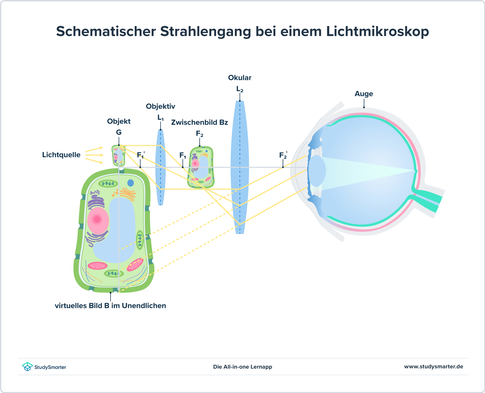 Mikroskop Physik Strahlengang Lichtmikroskop StudySmarter