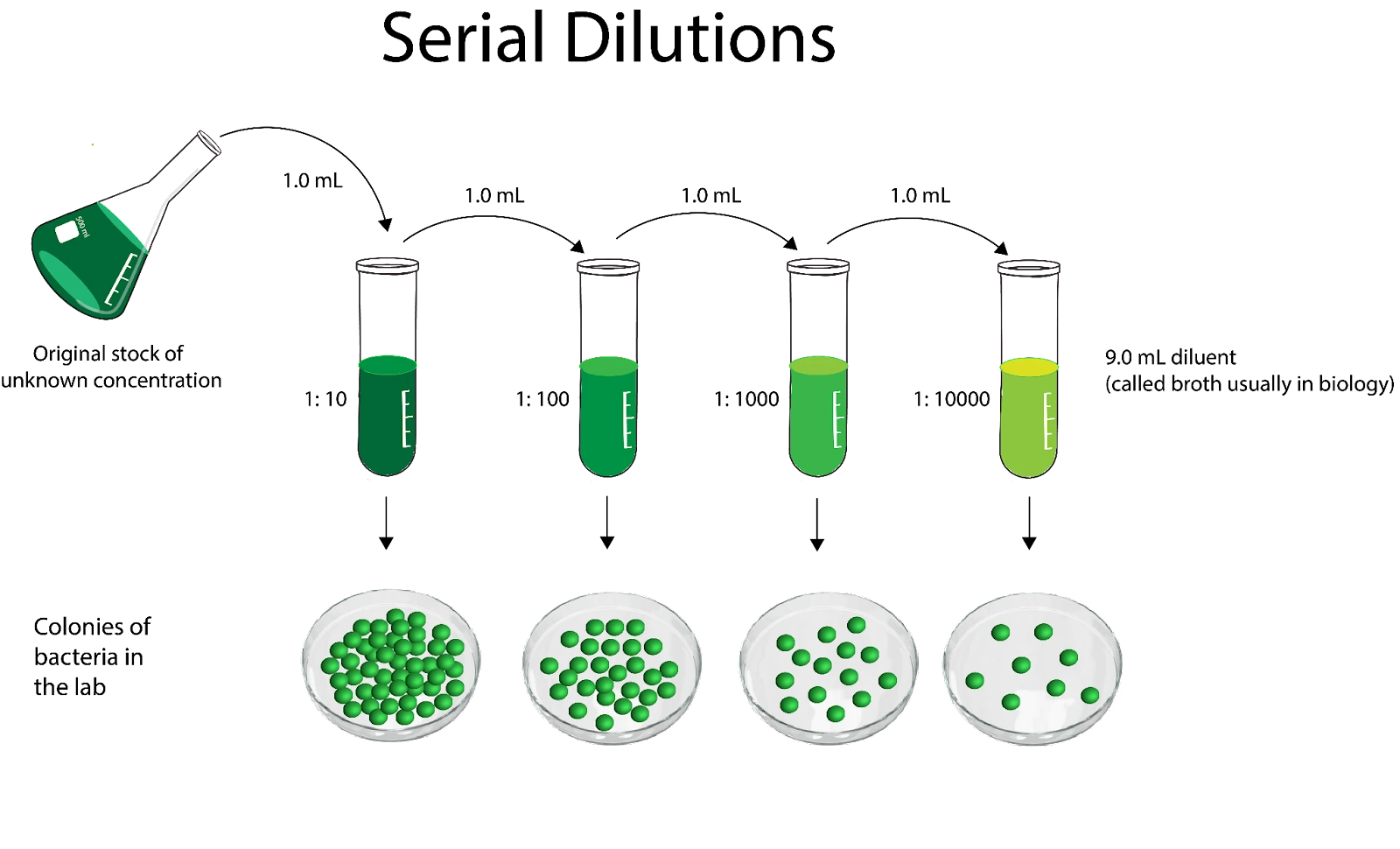 Dilution Dilution en série Exemple : une solution verte très concentrée est partiellement transférée dans un autre bécher contenant du solvant. De celui-ci, un certain volume est transféré dans le bécher suivant qui contient déjà du solvant, et ainsi de suite. Dilution, étudier plus intelligemment