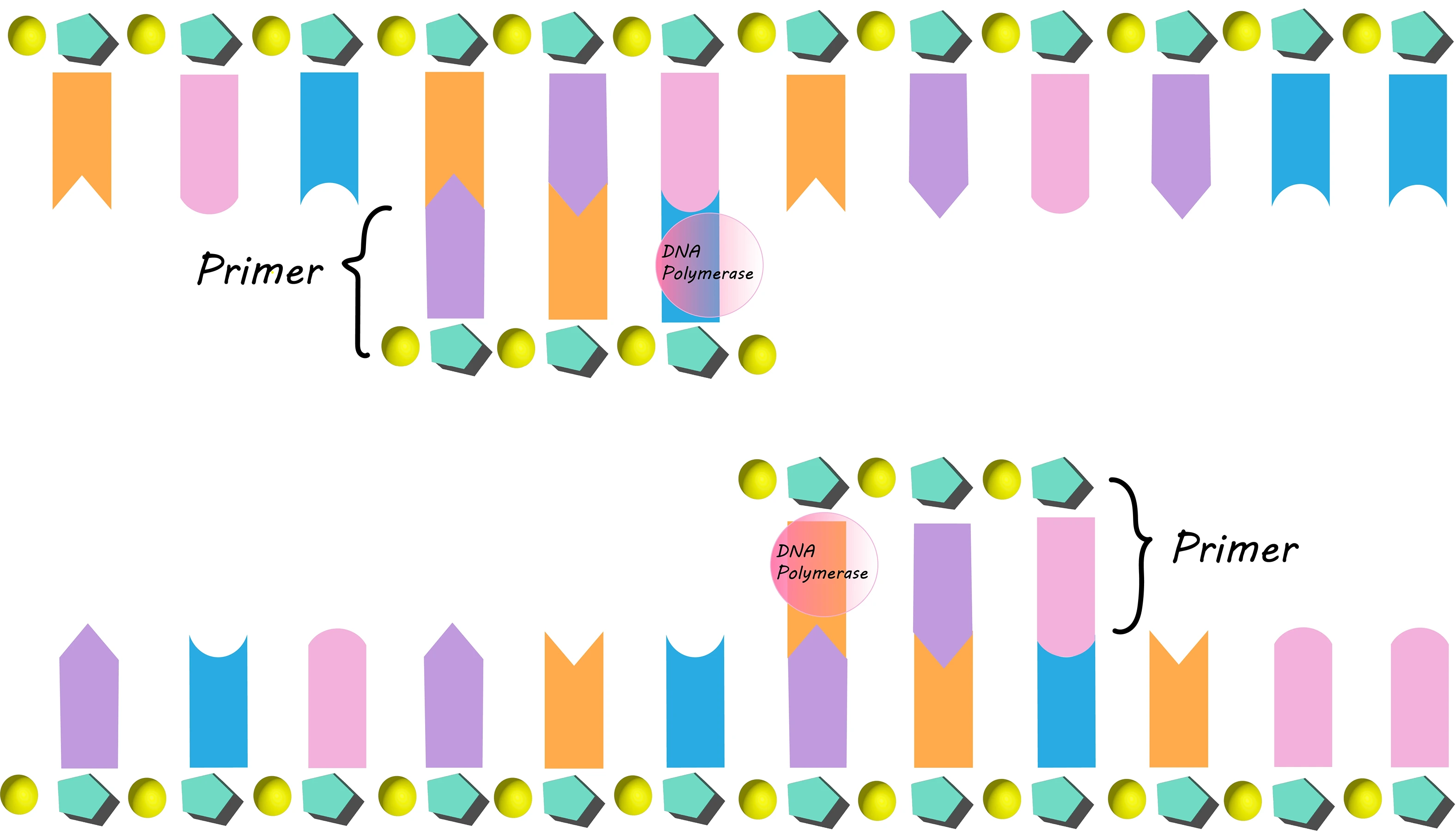 DNA Profiling PCR Primers Study Smarter