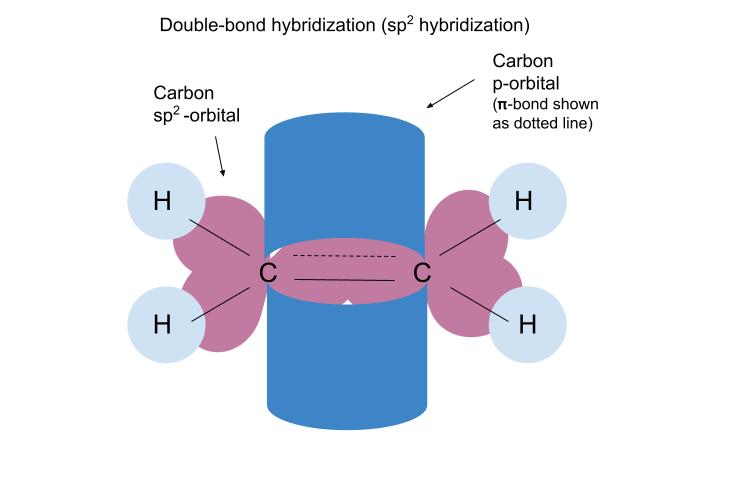 Hybridation des liaisons Schéma d'hybridation des doubles liaisons StudySmarter