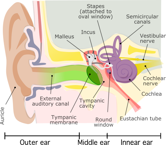 Physique de l'oreille, Structure de l'oreille, StudySmarter