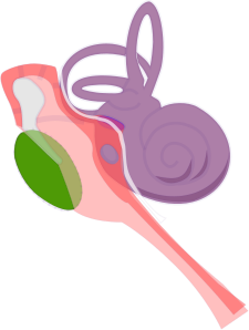 Physique de l'oreille, Structure interne de l'oreille, StudySmarter