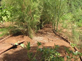 Gestión del suministro de agua, Agricultura de riego por goteo, StudySmarter