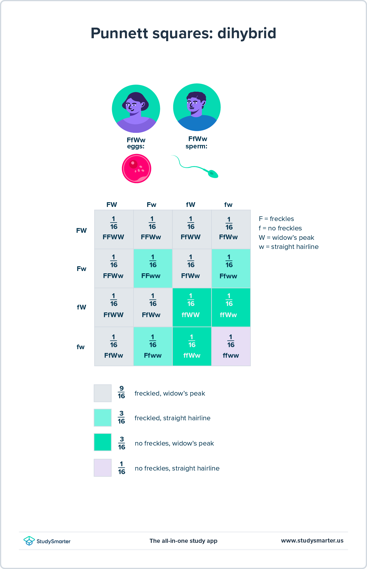 Les probabilités en génétique humaine croisée dihybride schoolbag.StudySmarter