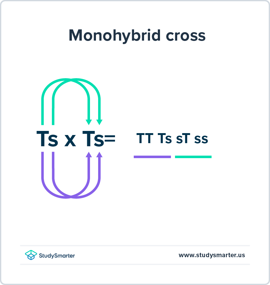 Probabilities in Genetics Monohybrid cross StudySmarter Original