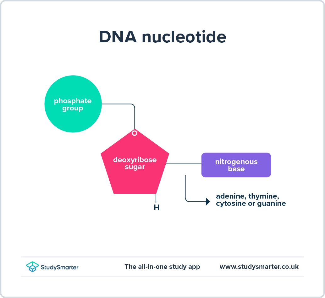 Structure de l'ADN Diagramme de la structure des nucléotides de l'ADN StudySmarter