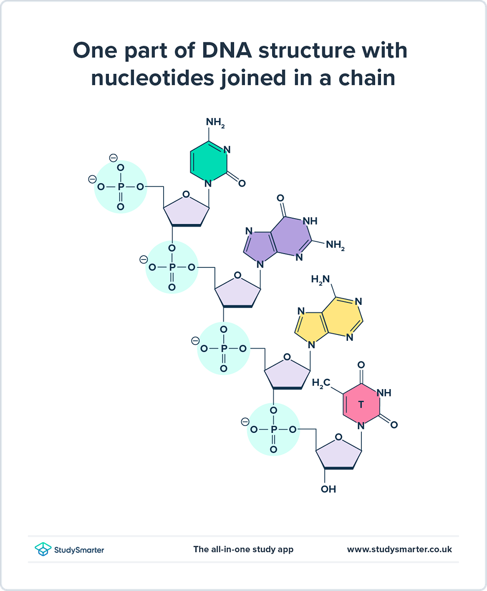 Estructura del ADN Diagrama de la cadena de ADN, estructura molecular StudySmarter