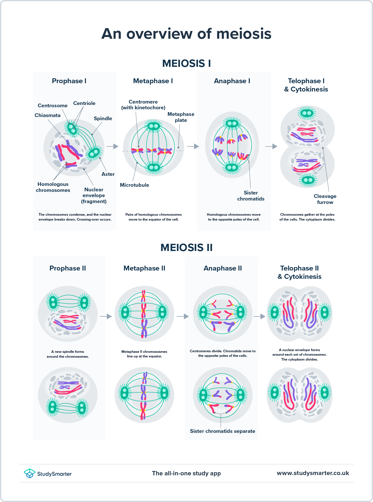 Cell Division, an overview of meiosis, StudySmarter