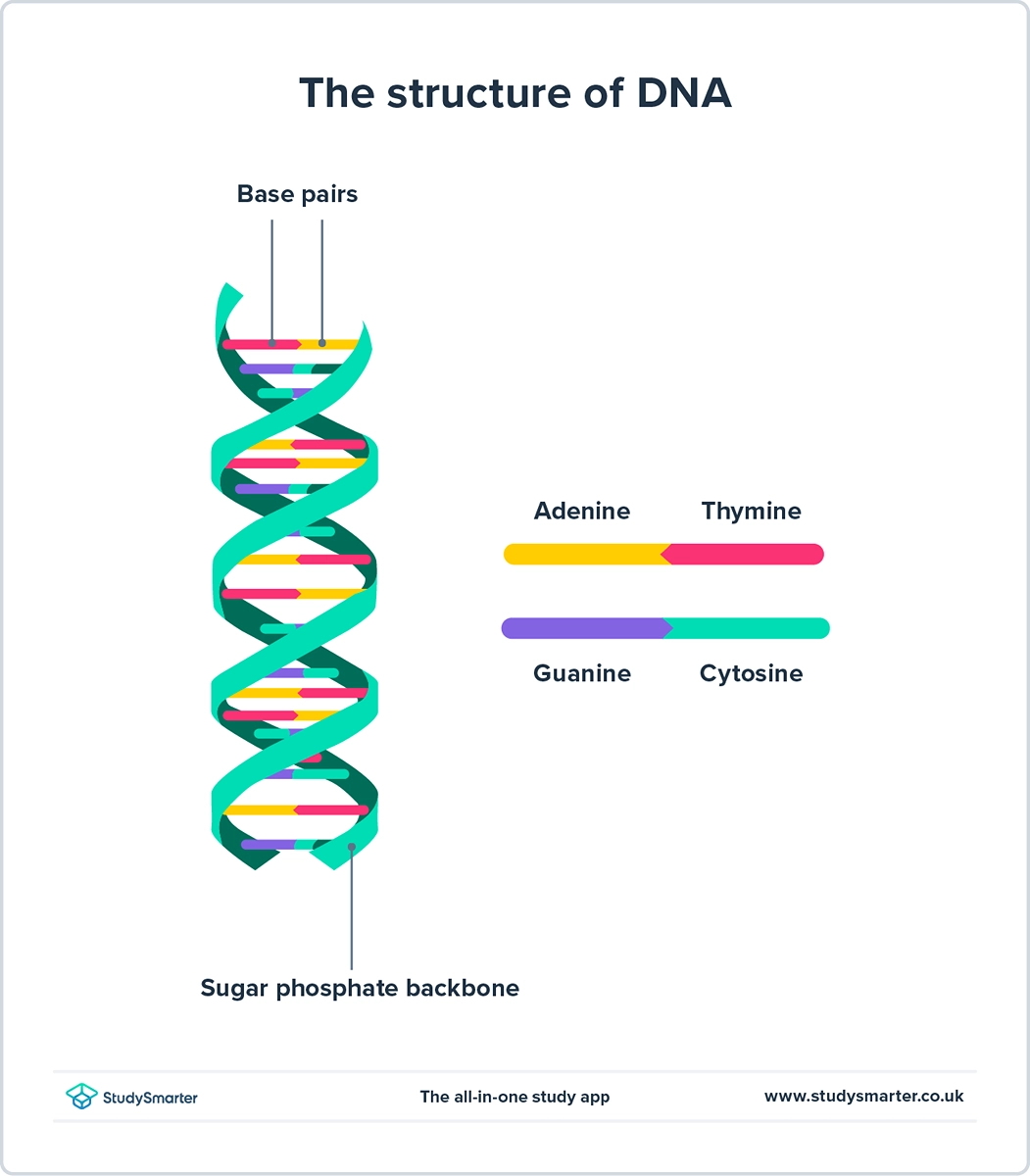Estructura del ADN Diagrama de la estructura molecular del ADN StudySmarter