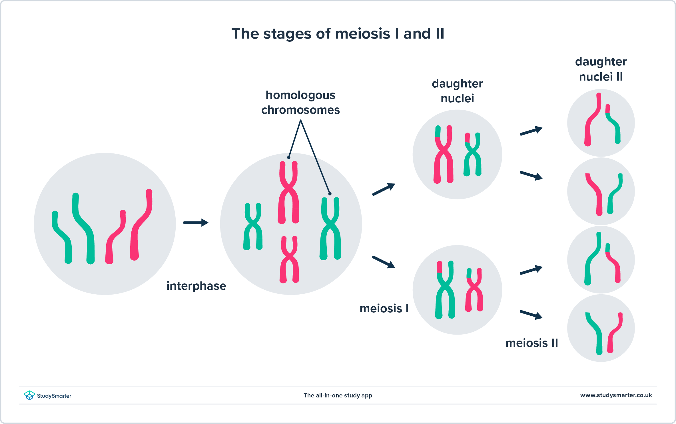 Meiosis cell division basic diagram chromatid segregation StudySmarter