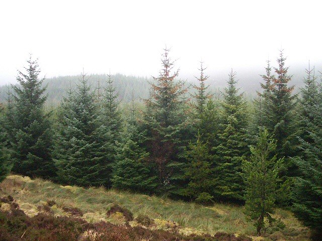 Recursos naturales Bosque con abetos StudySmarter