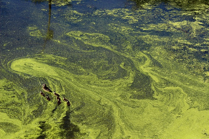Algal bloom, eutrophication, loss of biodiversity, StudySmarter