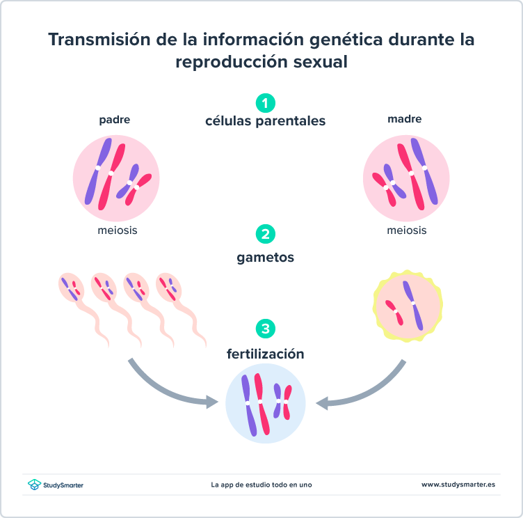 Herencia genética transmisión de cromosomas reproducción sexual StudySmarter