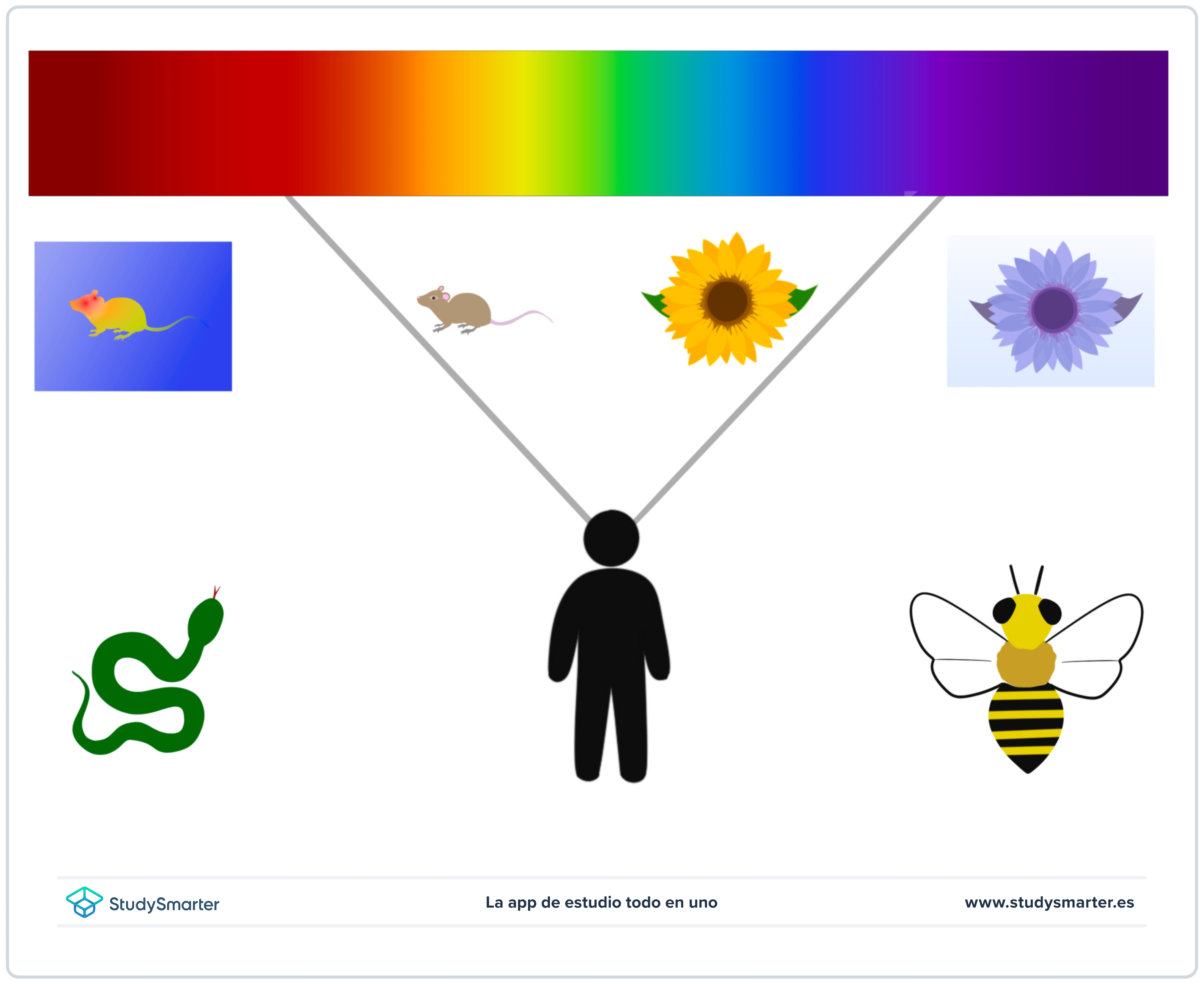 Espectro electromagnético Espectro luz visible para distintos animales StudySmarter
