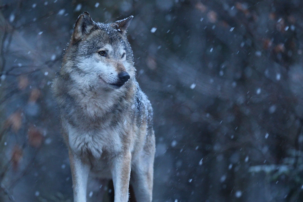 Freud Wolfman Study, a white wolf in front of a blurred snowy forest background, StudySmarter