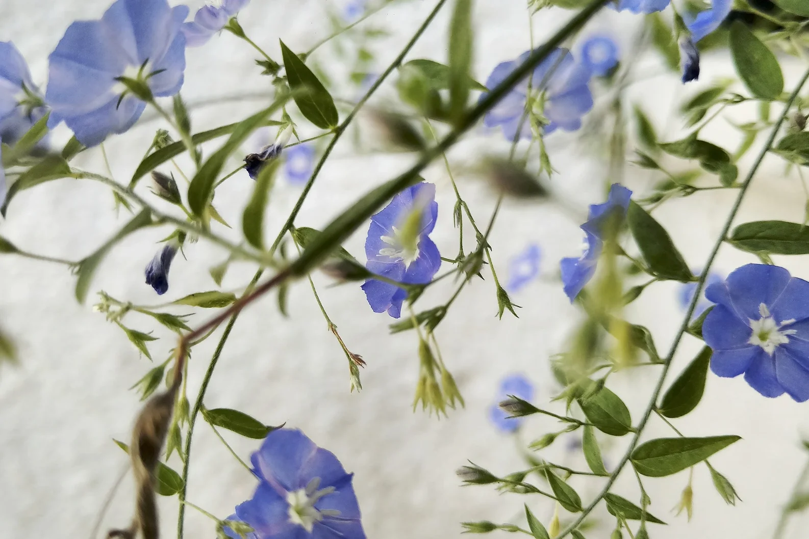 Sic Vita Thoreau, violetas flores moradas, StudySmarter
