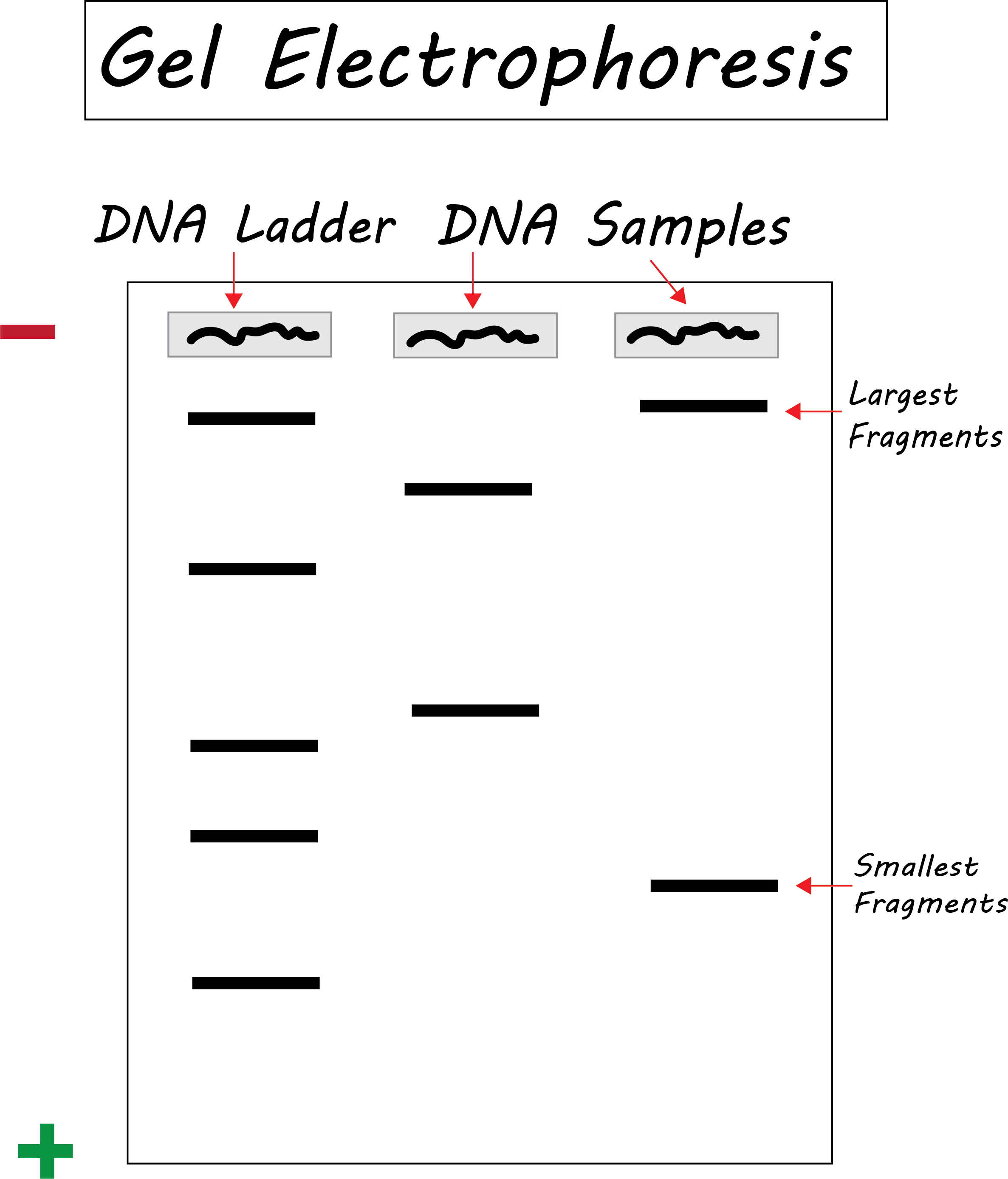 Perfiles de ADN Electroforesis en gel Estudiar con más inteligencia