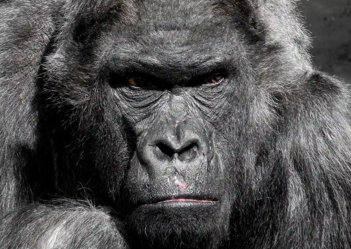 Enoch is humiliated by an actor dressed in a gorilla costume, StudySmarter