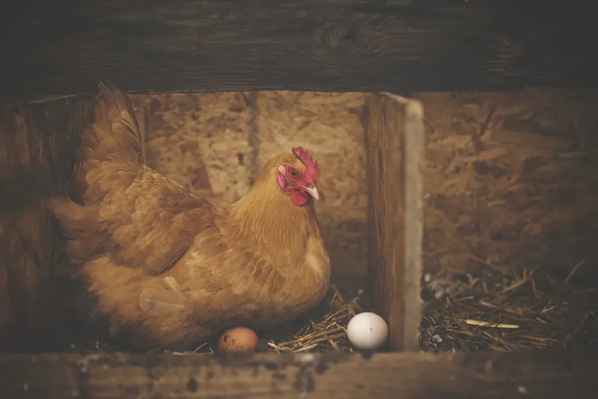 Calcul d'erreur Photo d'une poule avec des œufs StudySmarter
