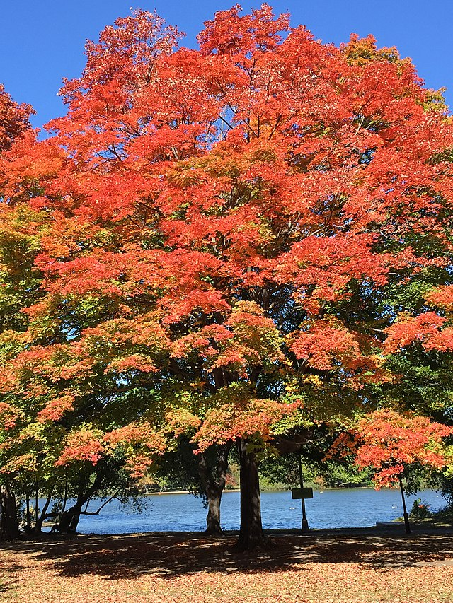 Arbre, Wikimedia Commons