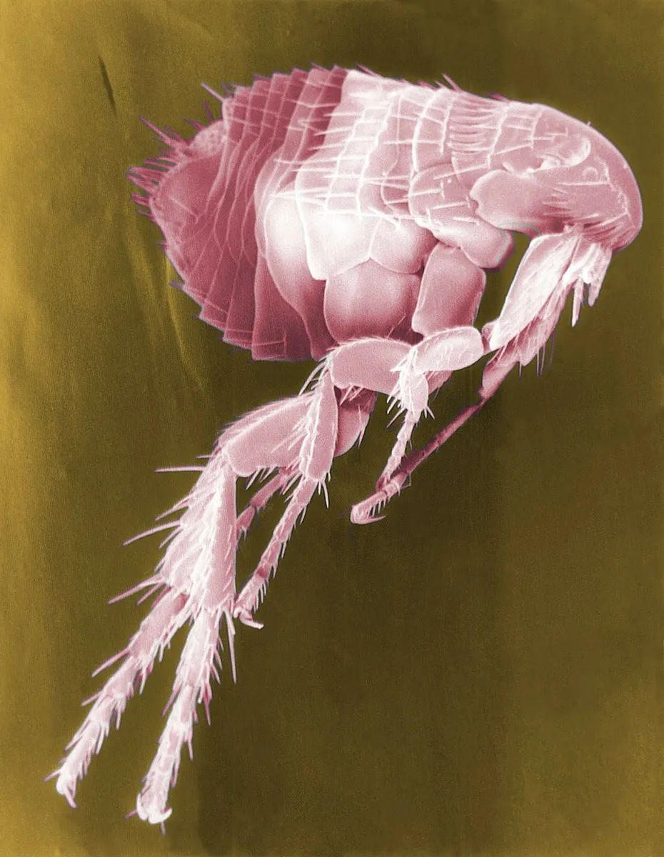 The Flea, a microscopic image of a flea, StudySmarter