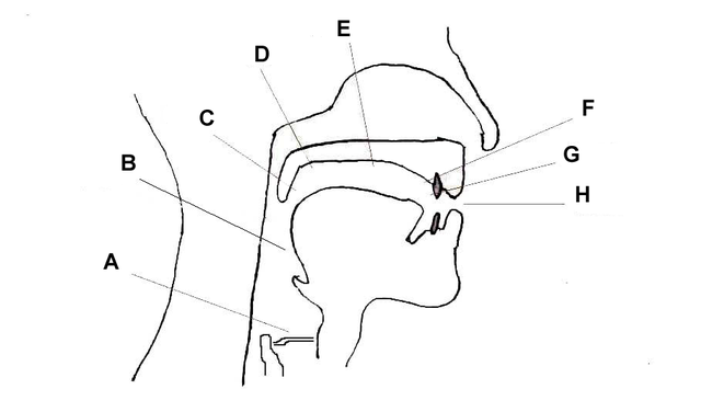 Consonnes, diagramme des lieux d'articulation, StudySmarter